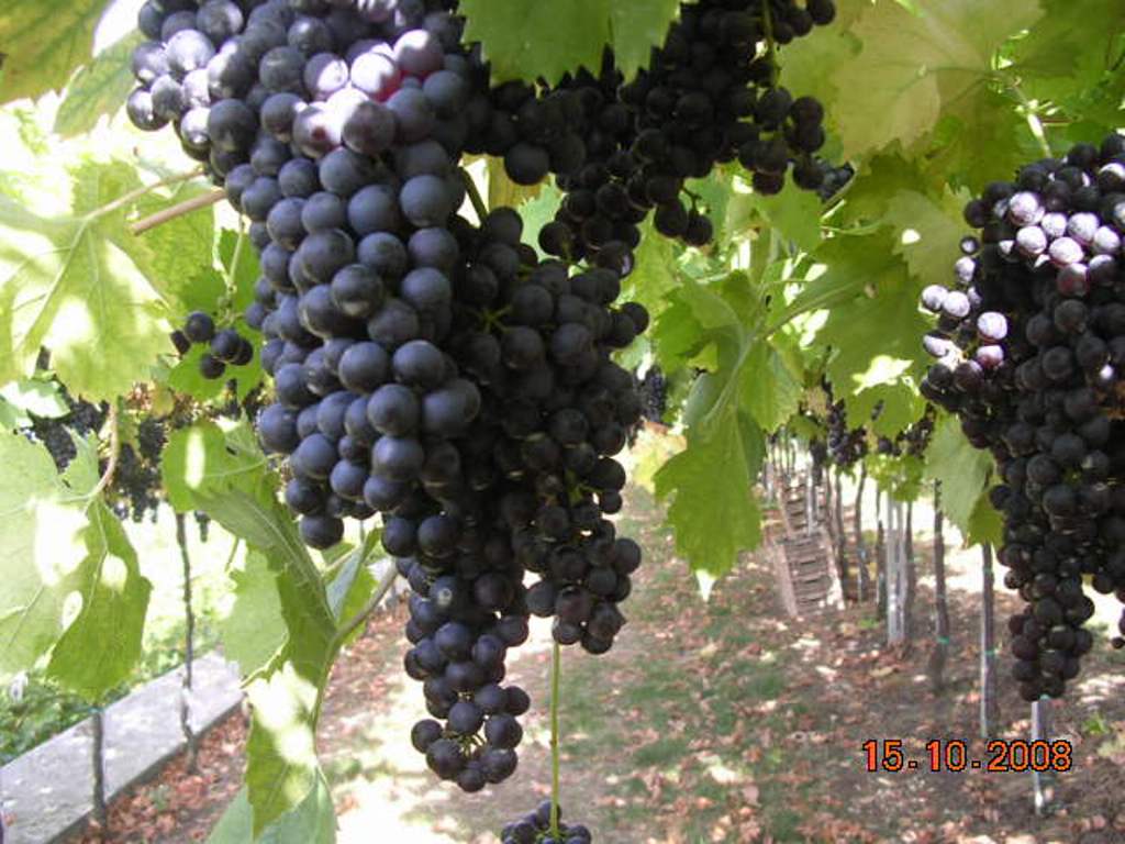 Uva - Grapes